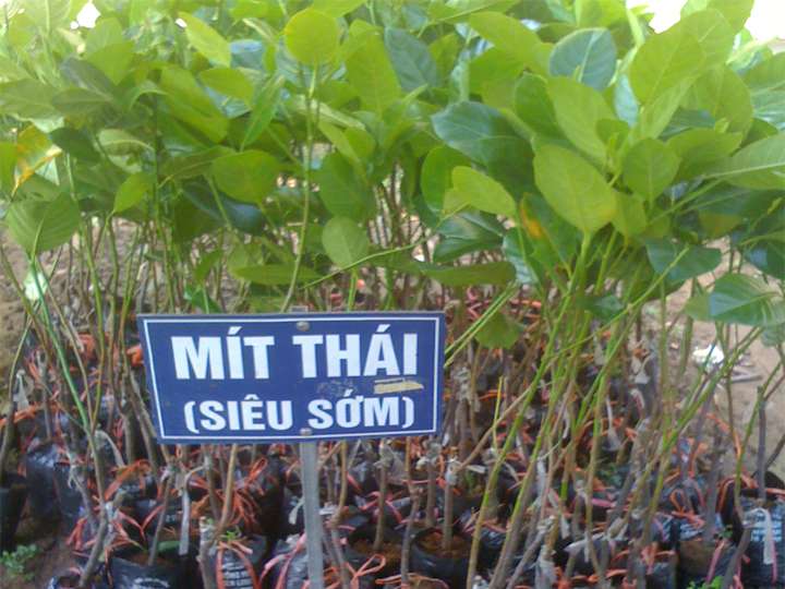 Cây-Mít-Thái-(Siêu-Sớm)