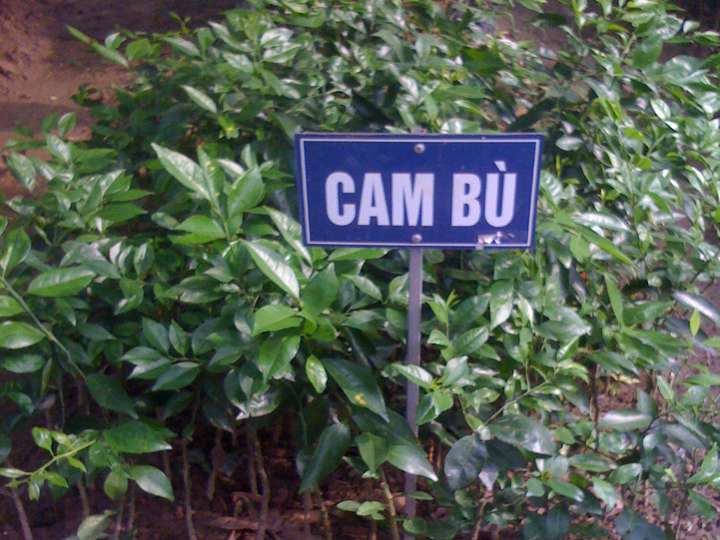 Cây-Cam-Bù