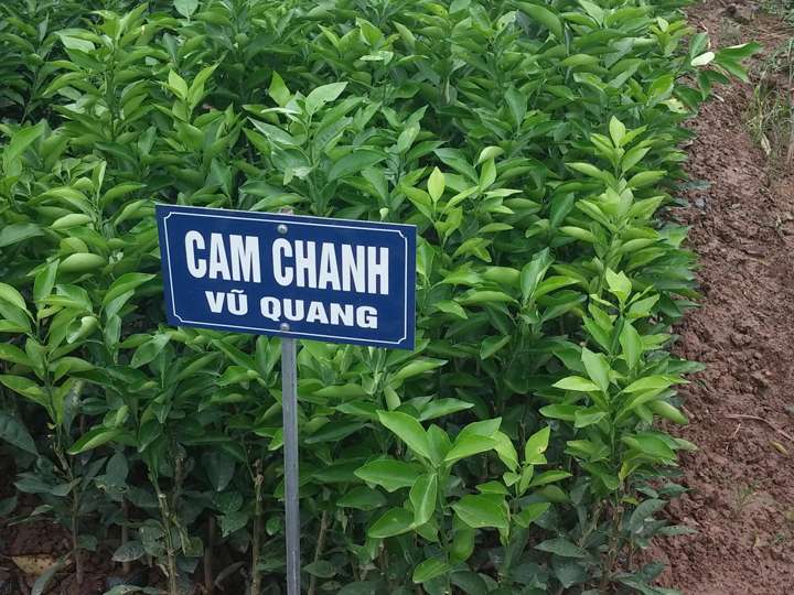 Cây-Cam-Chanh