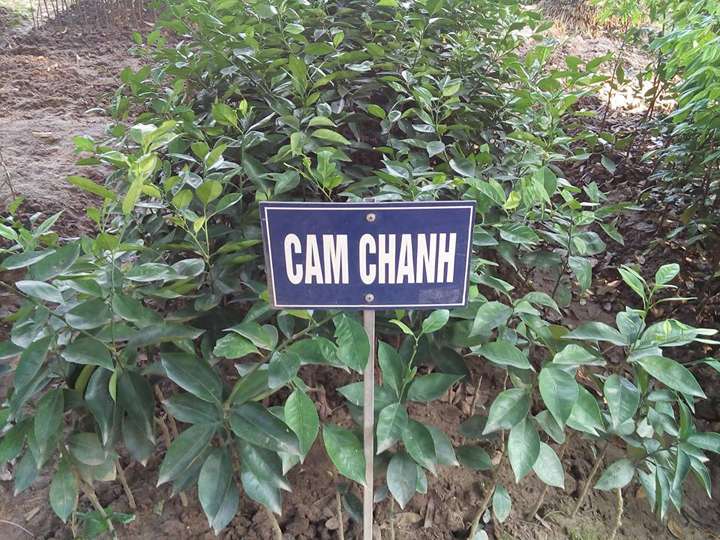 Cây-Cam-Chanh