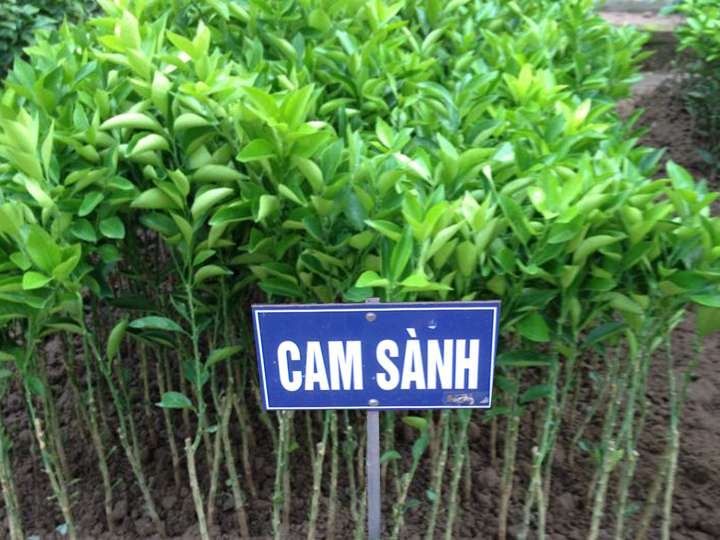 Cây-Cam-Sành