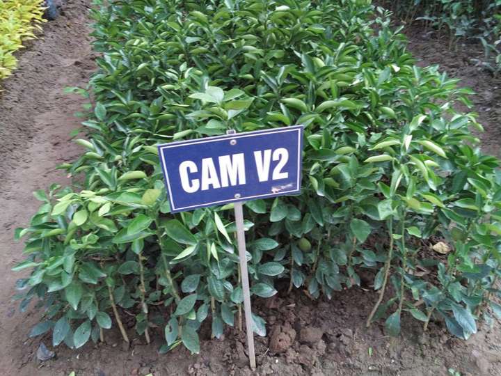 Cây-Cam-V2