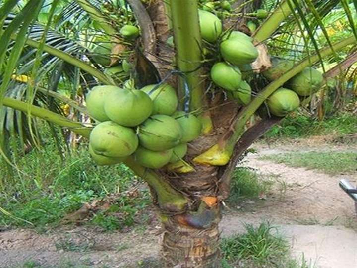Cây-Dừa-Dứa