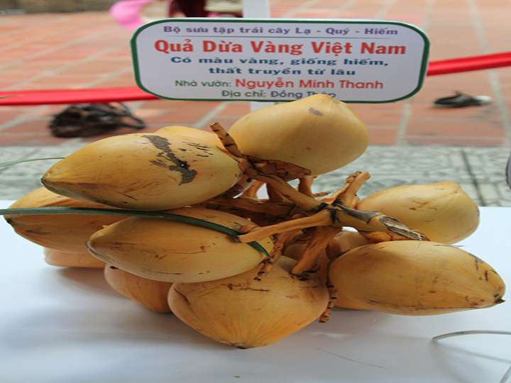 Cây-Dừa-Vàng-Tam-Quan