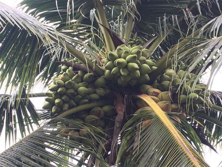 Cây-Dừa-Xiêm-Dây