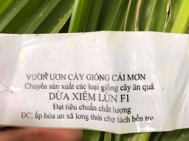 Cây-Dừa-Xiêm-Lùn